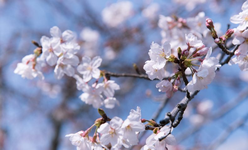 selective focus photography of pink flowers