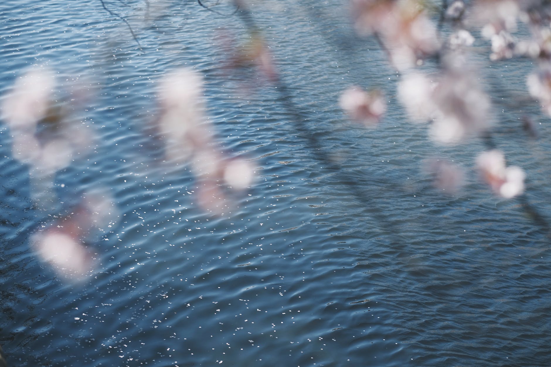 out of focus cherry blossom near a lake