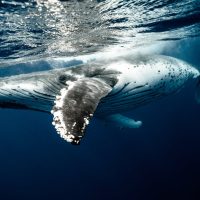 humpback whale underwater