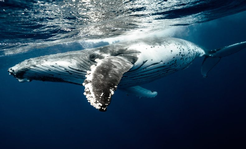 humpback whale underwater
