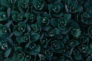 top view photo of green plants