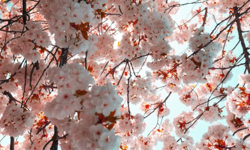 low angle photography of cherry blossoms