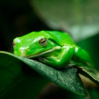 tree frog resting on green leaf