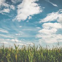 corn fields under white clouds with blue sky during daytime