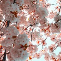 low angle photography of cherry blossoms
