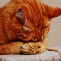 orange tabby cat hiding its face