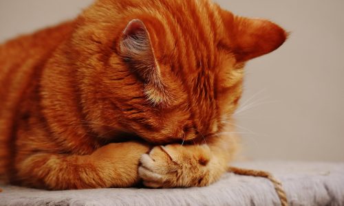 orange tabby cat hiding its face