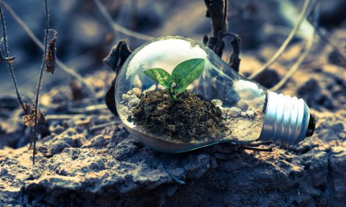 clear light bulb planter on gray rock