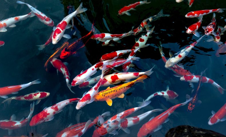 school of koi fish