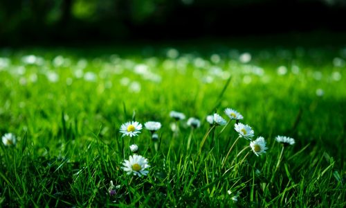 white daisy on grass field
