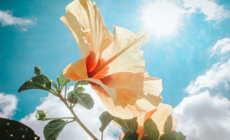 photography of yellow hibiscus under sunlight