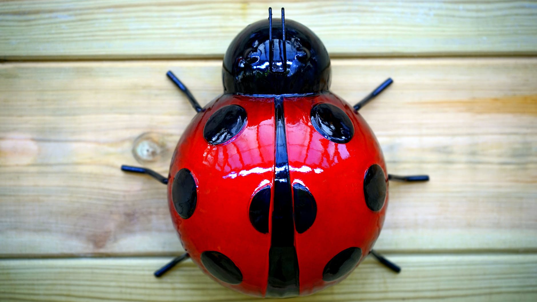 ladybug plastic toy