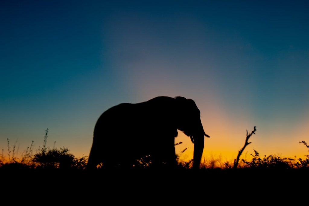 silhouette photo of elephant during golden hour