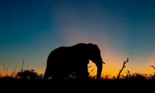 silhouette photo of elephant during golden hour