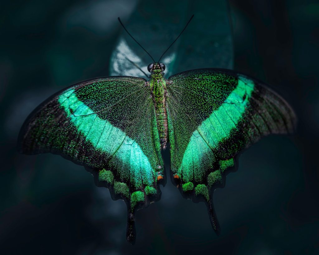 close up photo of illuminated green butterfly