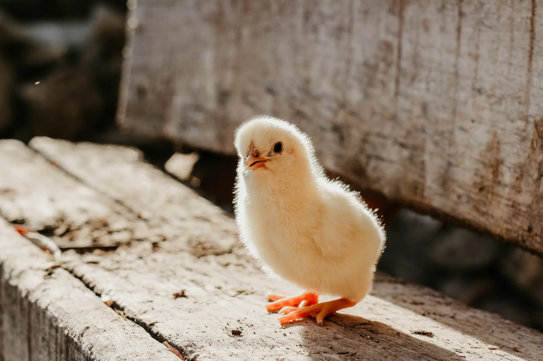 close up photo of chick