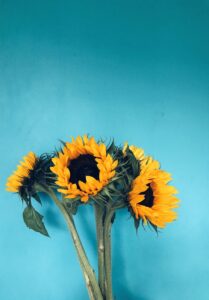 four sunflowers in bloom on teal surface
