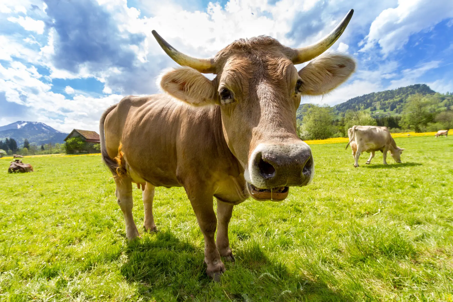 brown cattle on open field