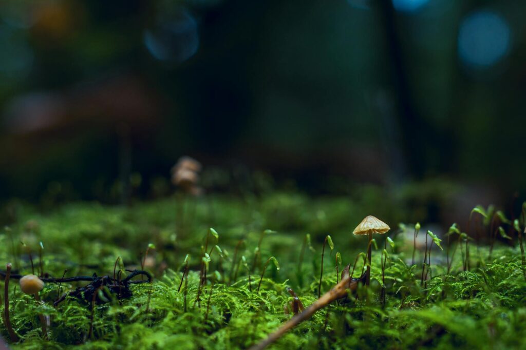 shallow photography of yellow mushroom on moss